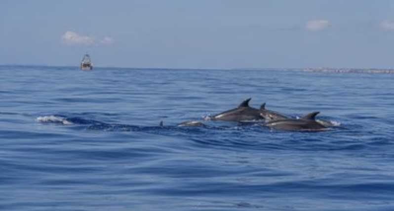 From Can Picafort: Dolphin Watching and Cave Boat Trip - Who Should Consider This Tour?