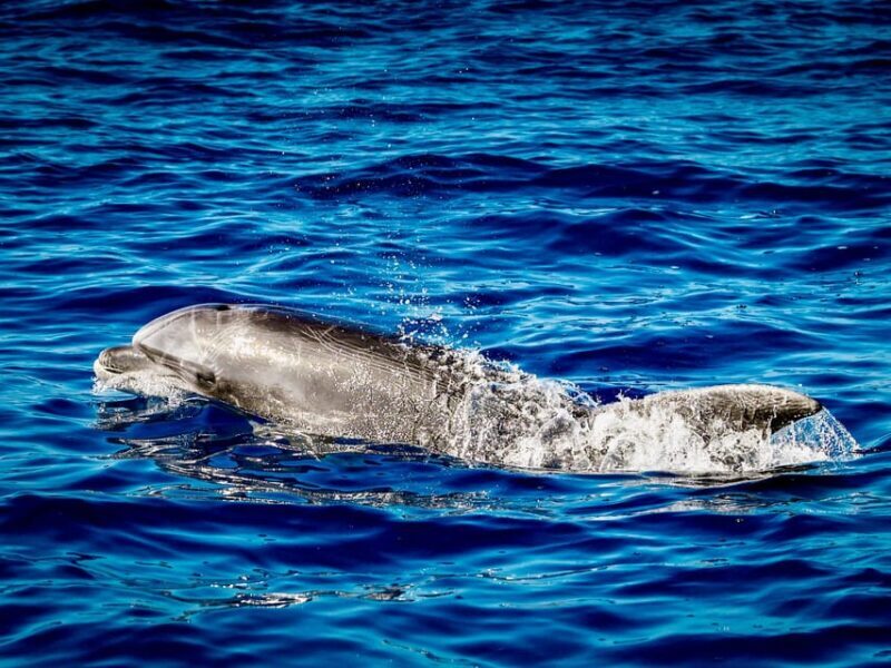 From Can Picafort: Dolphin Watching and Cave Boat Trip - FAQs about the Can Picafort Dolphin Watching and Cave Boat Trip