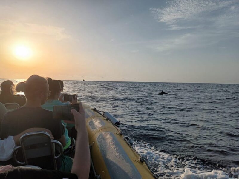 From Can Picafort: Dolphin Watching and Cave Boat Trip - Final Thoughts