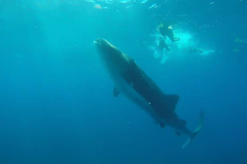 From Cancún: Half-Day Snorkeling with Whale Sharks - The Realities of the Tour
