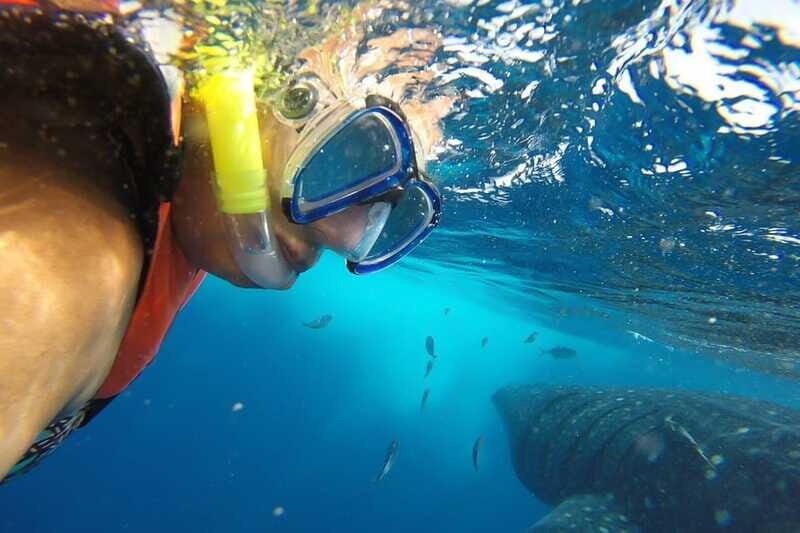 From Cancún: Half-Day Snorkeling with Whale Sharks - Who Should Consider This Tour?