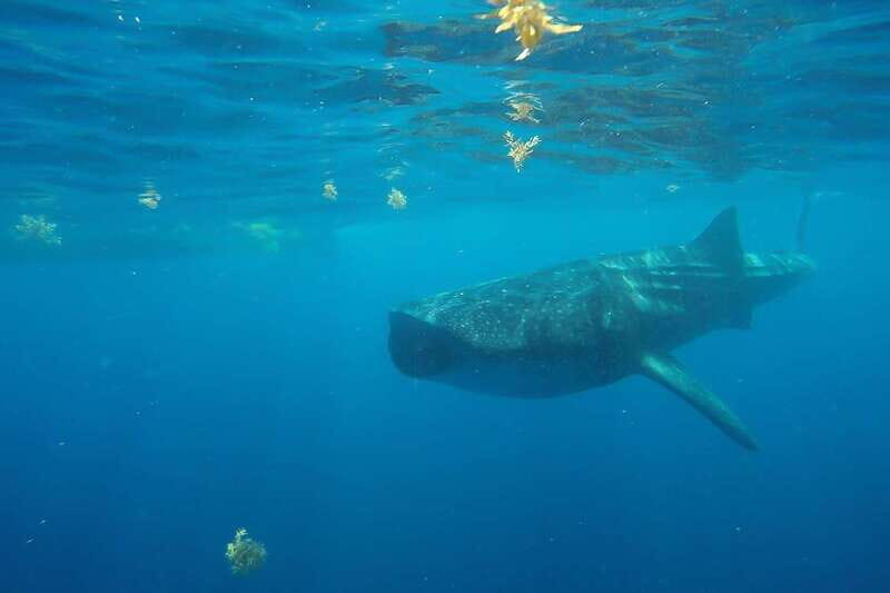 From Cancún: Half-Day Snorkeling with Whale Sharks - Final Thoughts