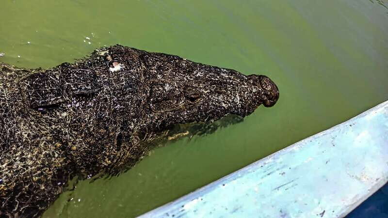 From Cancún: Rio Lagartos & Las Coloradas Day Trip & Lunch - The Experience in Detail