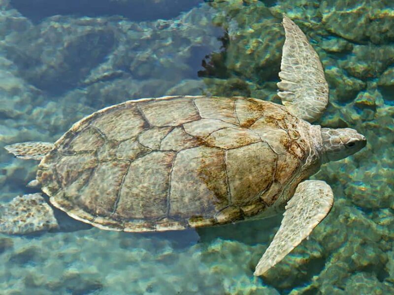 From Cancun: Xcaret Plus Park, the complete experience - Key Points