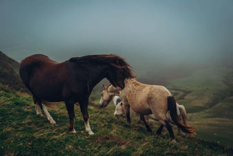 From Cardiff: Brecon Beacons, Hay-on-Wye, Medieval Heritage - Key Points