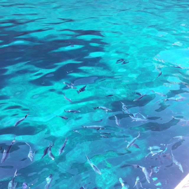 From Cargèse: Scandola Day Tour & Girolata Lunch Stop - Authentic Traveler Insights