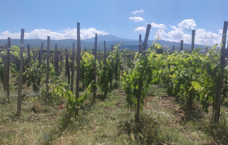 From Catania: Guided Hike on Etna, wines and nibbles - Key Points