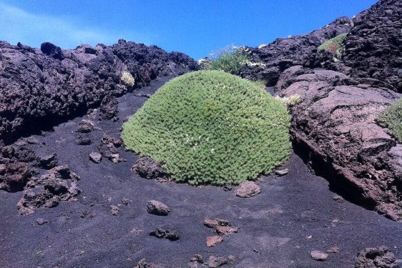 From Catania: Mount Etna Half-Day Tour and Wine Experience - Key Points