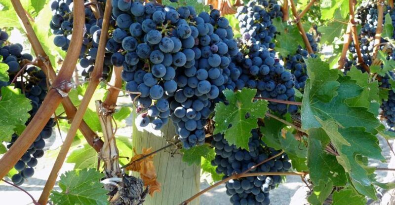 From Catania: Mount Etna Half-Day Tour and Wine Experience - Practical Details and Considerations