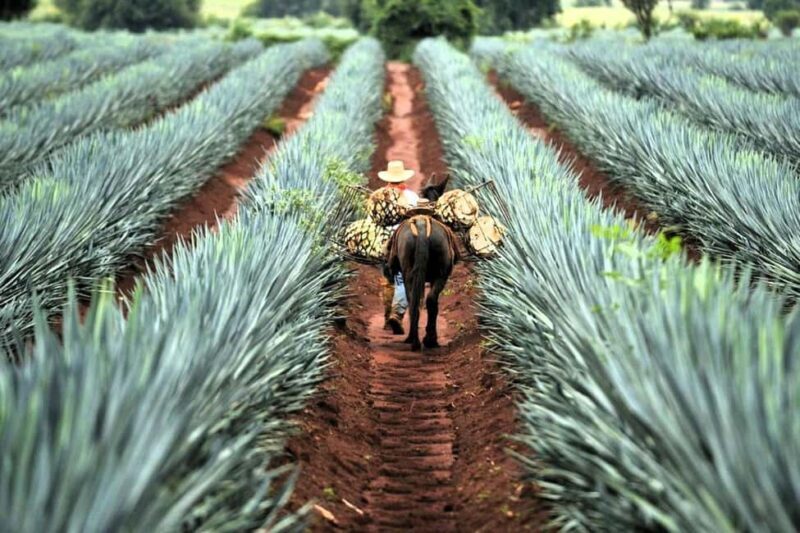 FROM CDMX: Queretaro, Guanajuato, San Luis Potosi, Zacatecas, Guadalajara - A Deep Dive into the 16-Day Mexico Tour