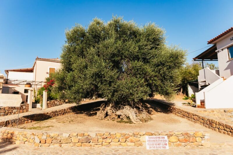 From Chania: Elafonisi and Falasarna Guided Tour with Snacks - Key Points