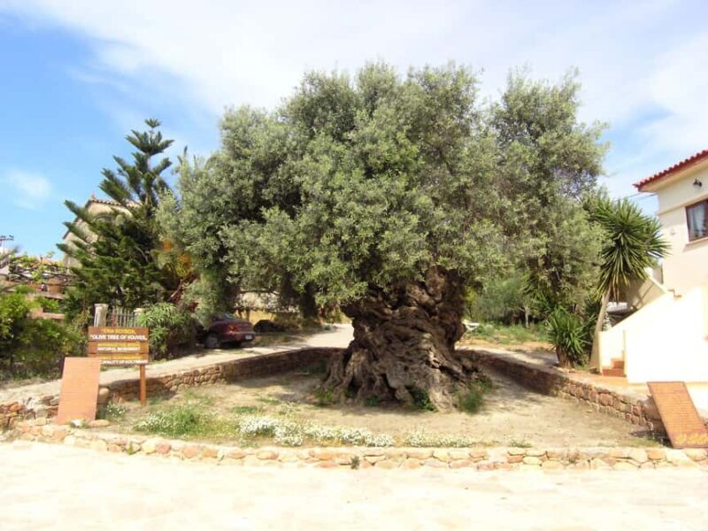 From Chania: Olive Tree, Bakery, & Winery Tour with Tasting - Key Points