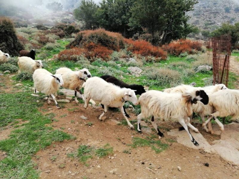 From Chania: White Mountains Land Rover Safari - Final Thoughts