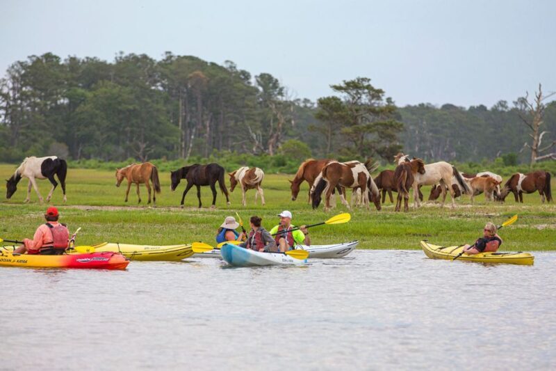From Chincoteague: Guided Kayak Tour to Assateague Island - Key Points