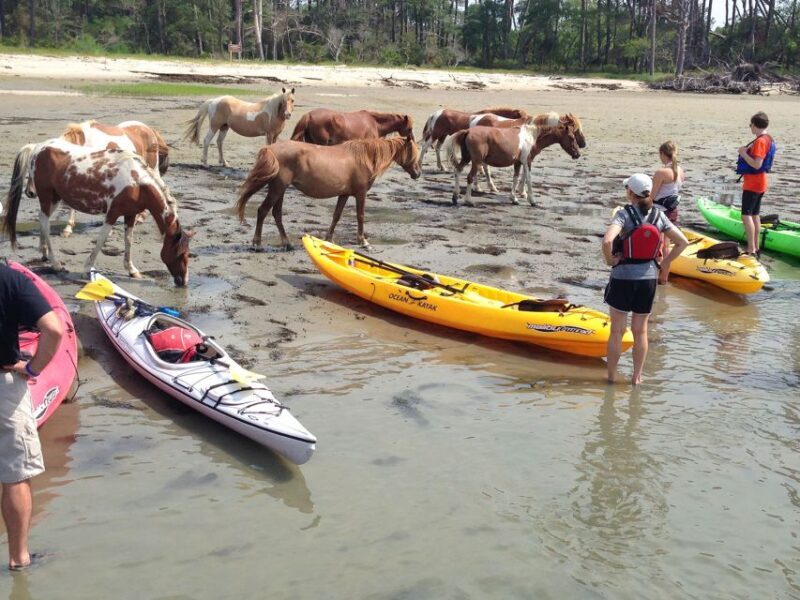 From Chincoteague: Guided Kayak Tour to Assateague Island - An Honest Look at the Experience