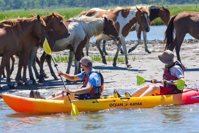 From Chincoteague: Guided Kayak Tour to Assateague Island - Final Thoughts