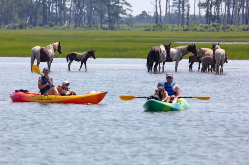From Chincoteague: Guided Kayak Tour to Assateague Island - FAQ