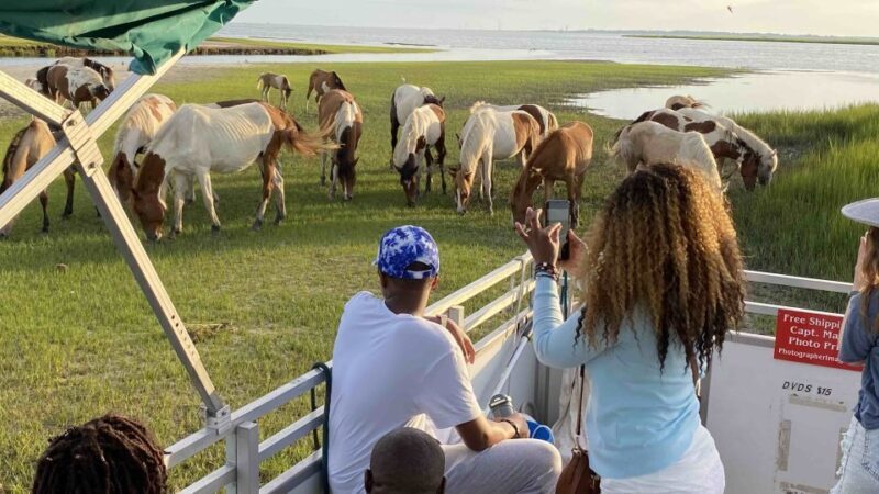 From Chincoteague Island: Assateague Island Boat Tour - Exploring the Assateague Island Boat Tour in Detail
