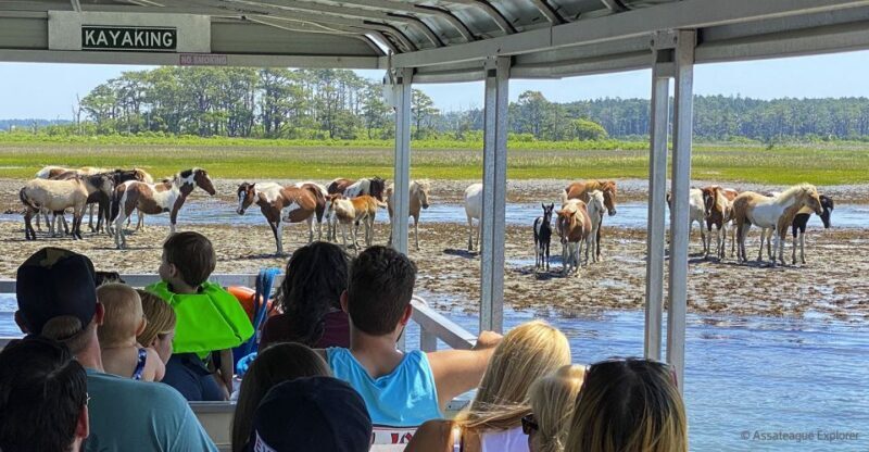 From Chincoteague Island: Assateague Island Boat Tour - FAQ