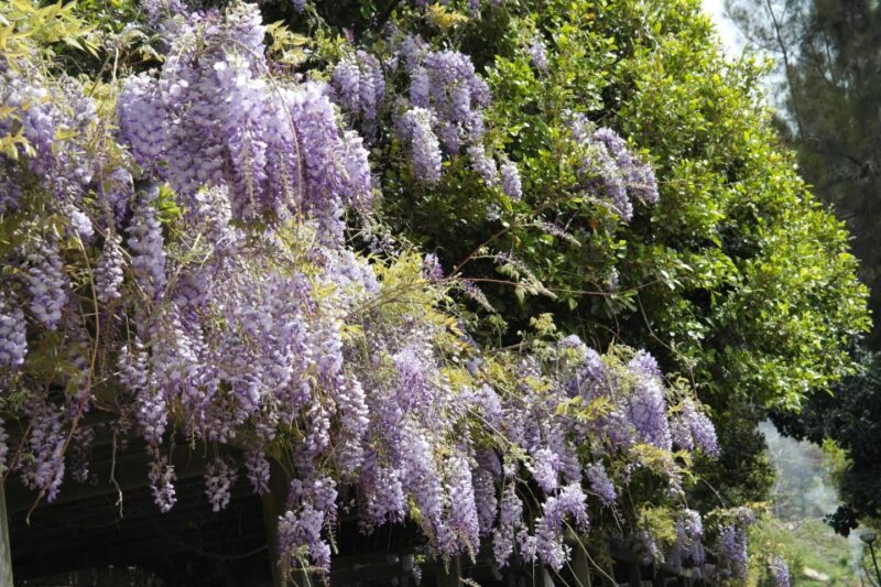 From city of Side: Excursion to Sapadere Canyon - Practical Tips