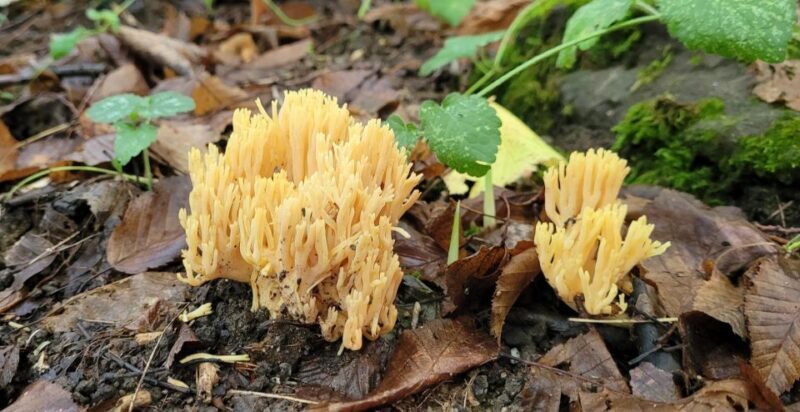 From Cluj : Golden Circle Of Transylvania - A Closer Look at the Itinerary and Highlights