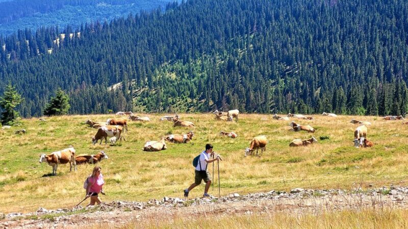 From Cluj-Napoca: Day Hike to Vldeasa Peak - FAQ