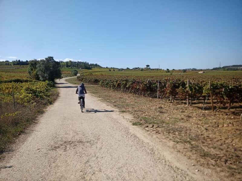 From Coimbra: Cycling in the Vineyards of Bairrada - From Coimbra: Cycling in the Vineyards of Bairrada — An Honest Review