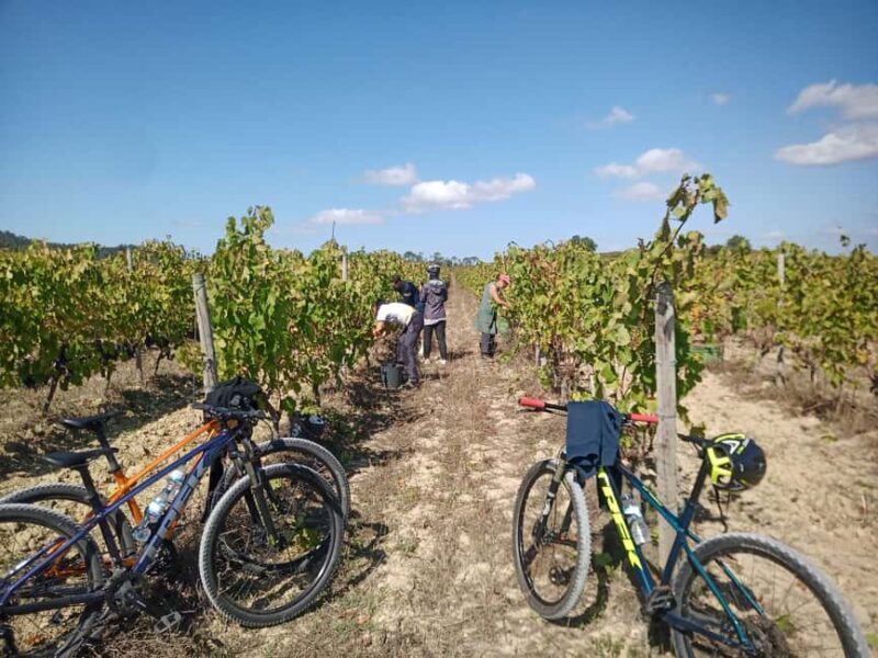 From Coimbra: Cycling in the Vineyards of Bairrada - What Sets This Tour Apart?