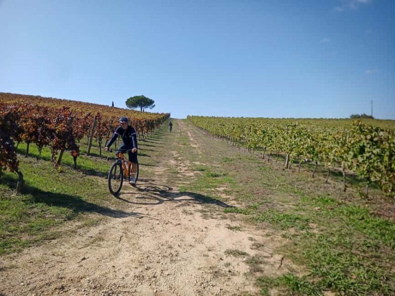 From Coimbra: Cycling in the Vineyards of Bairrada - Final Thoughts