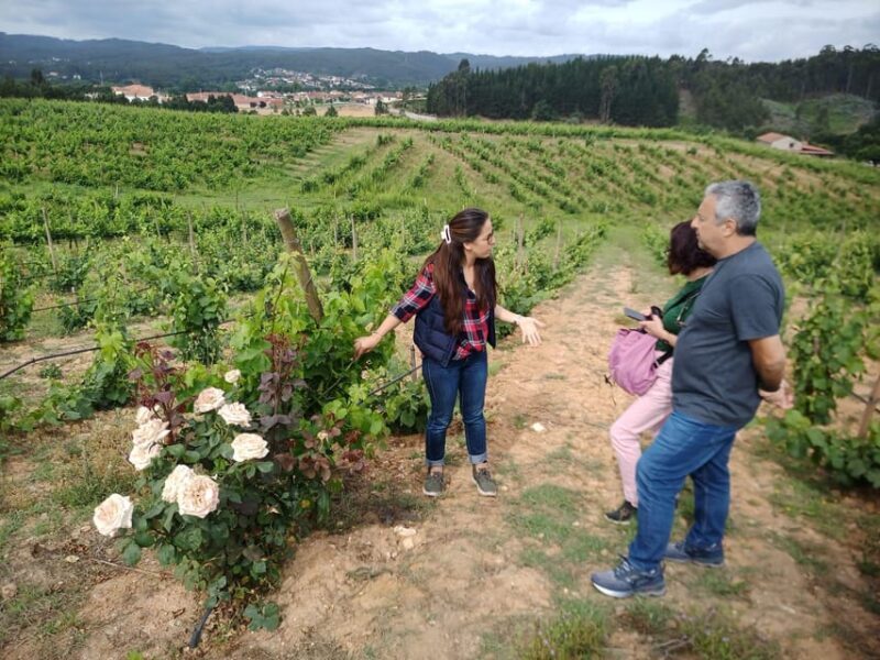 From Coimbra: Dão Wine Route Experience - Key Points