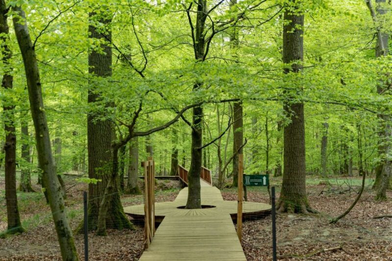 From Copenhagen: Round-Trip to Møns Klint and Forest Tower - Cost and Value