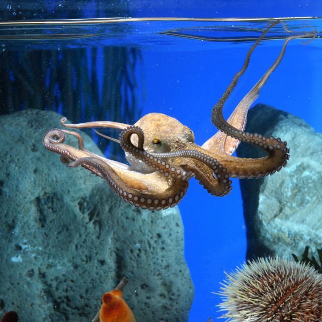 From Costa Brava: Barcelona Day Trip with Aquarium Visit - A Closer Look at the Itinerary and Experience