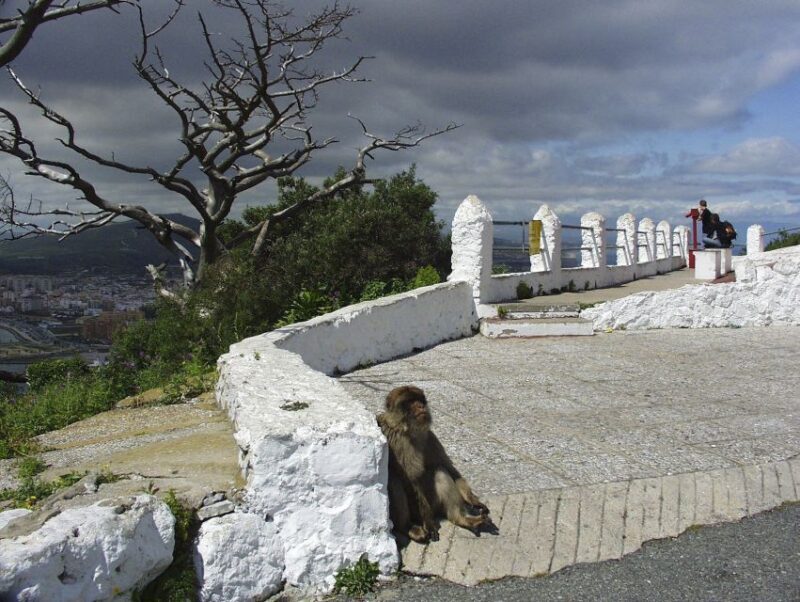 From Costa del Sol: Day Trip to Gibraltar with Guided Tour - Who Is This Tour Best For?