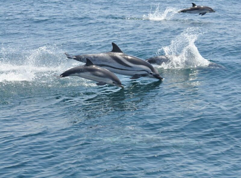 From Costa del Sol: Gibraltar Dolphin Watching by Boat - FAQs