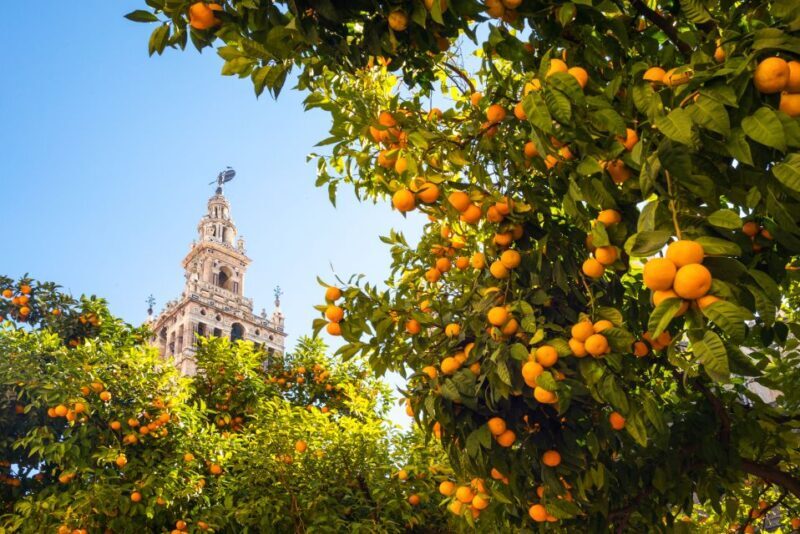 From Costa del Sol: Seville Day Trip - The Itinerary Breakdown