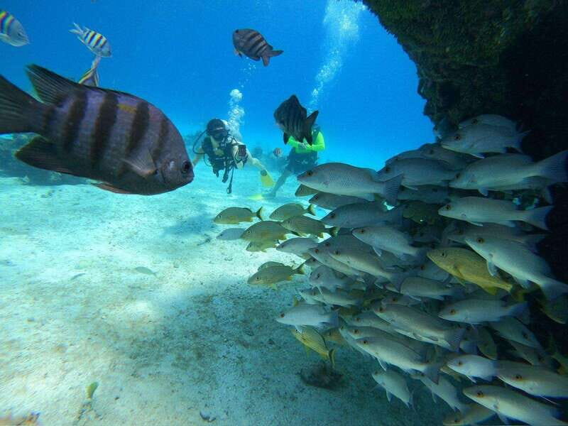 From Cozumel: Chankanaab Cozumel Scuba Diving - Key Points