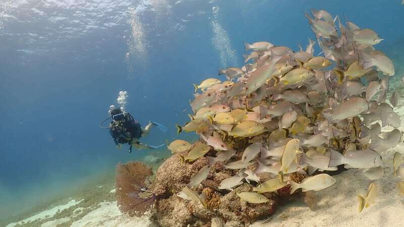 From Cozumel: Chankanaab Cozumel Scuba Diving - Insights from Reviews