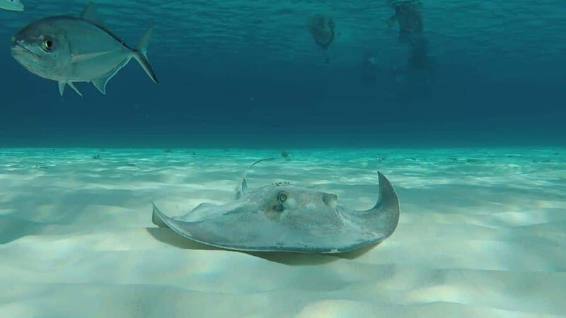 From Cozumel: El Cielo Beach by Catamaran Snorkeling Tour - Final Thoughts