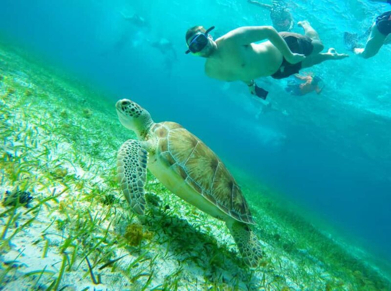 From Cozumel: Starfish, Stingrays and the Turtle Sanctuary - Starting at Marina Cozumel ASIPONA