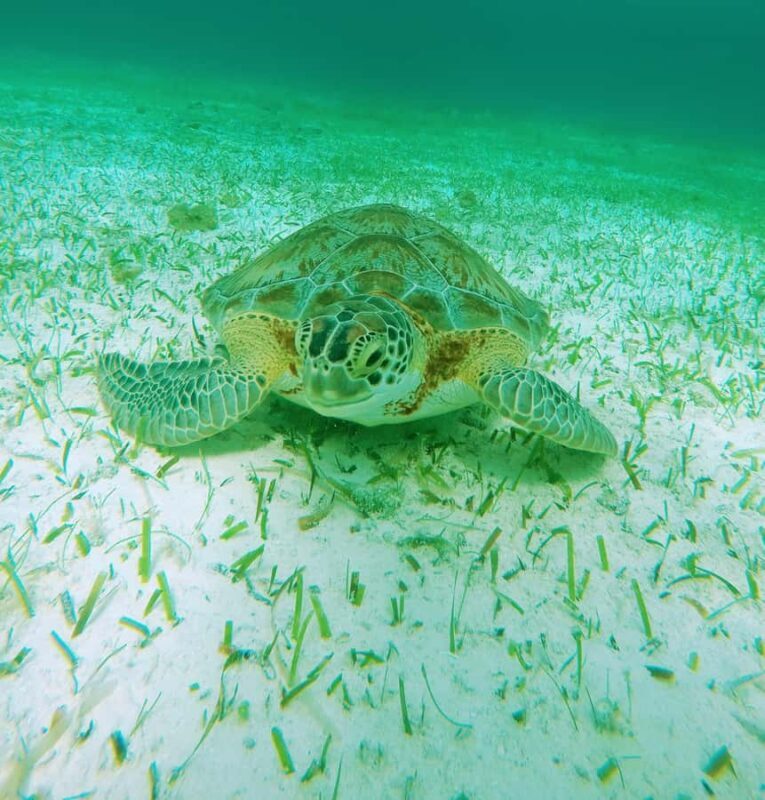 From Cozumel: Starfish, Stingrays and the Turtle Sanctuary - Duration and Group Size