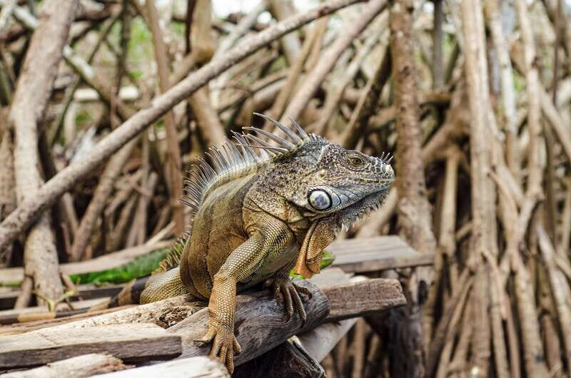 From Crucecita: Ventanilla, Zipolite, and Puerto Ángel Tour - FAQ