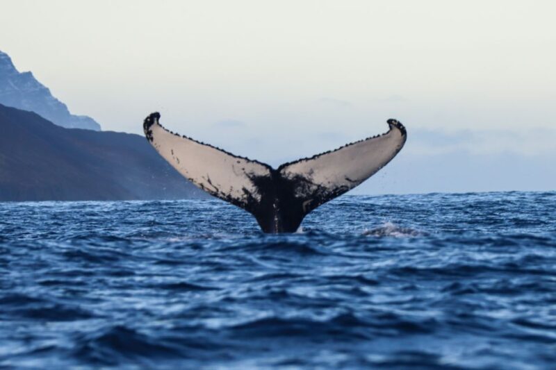 From Dalvik: Arctic Whale Watching in Northern Iceland - FAQ: Your Common Questions Answered