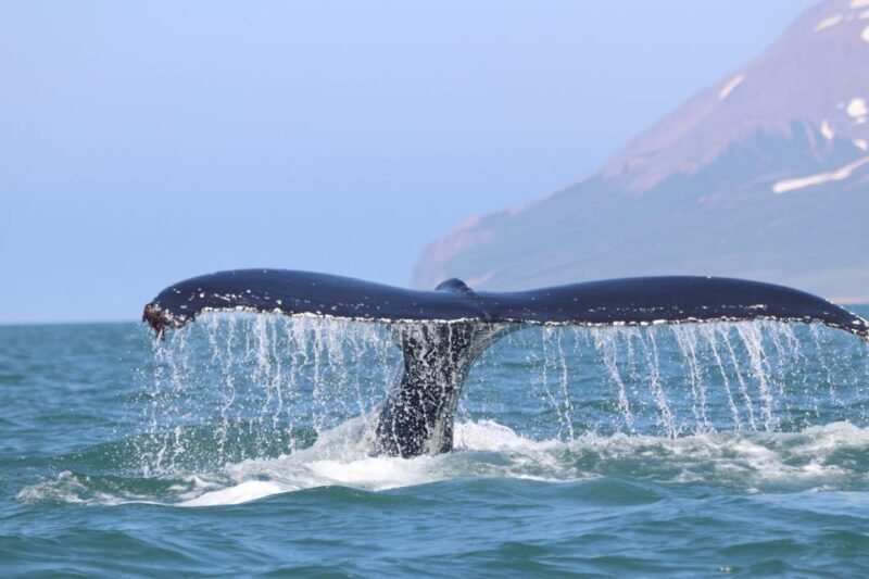 From Dalvik: Arctic Whale Watching in Northern Iceland - Final Thoughts: Who Will Love This Tour?