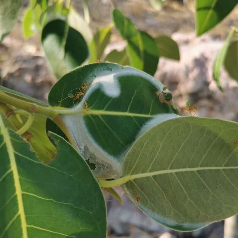 From Darwin: Litchfield National Park Small-Group Day Trip - FAQ