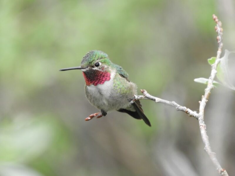 From Denver: Rocky Mountains Jeep Tour with Picnic Lunch - The Practical Aspects