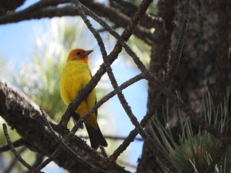 From Denver: Rocky Mountains Jeep Tour with Picnic Lunch - FAQ