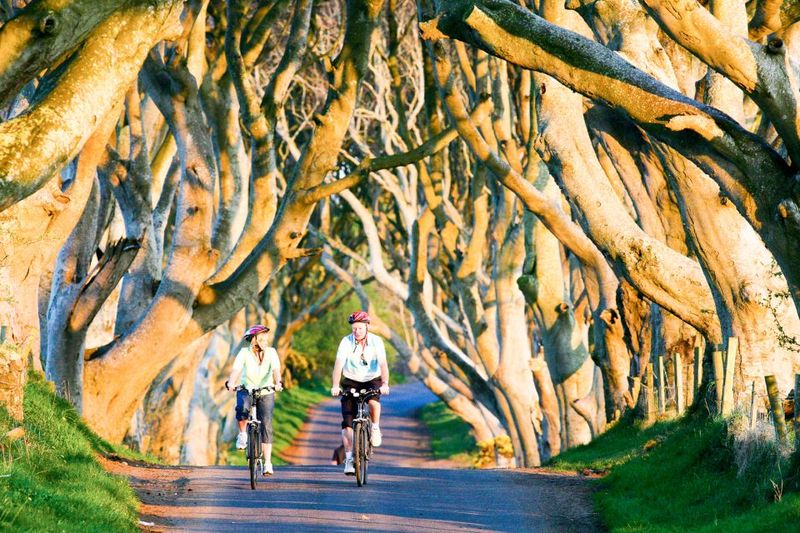 From Dublin: Giant's Causeway & Belfast Titanic with Ticket - Dark Hedges: The 15–20 Minute Film-Style Photo Stop