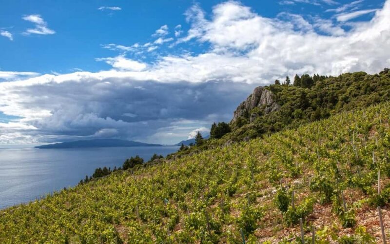 From Dubrovnik: Private Day Trip to Ston & Korula & wine - Visiting a Peljeac Family Winery
