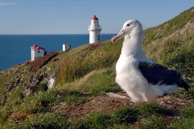 From Dunedin: City, Otago Peninsula & Albatross Guided Tour - Key Points
