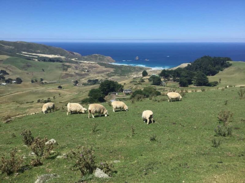 From Dunedin: City, Otago Peninsula & Albatross Guided Tour - Exploring Dunedin and Otago Peninsula in Depth